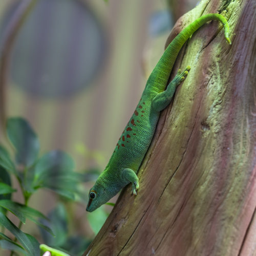 Gecko Phelsuma Grandis