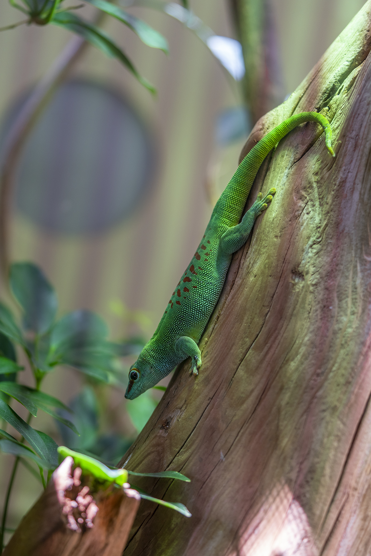 Gecko Phelsuma Grandis
